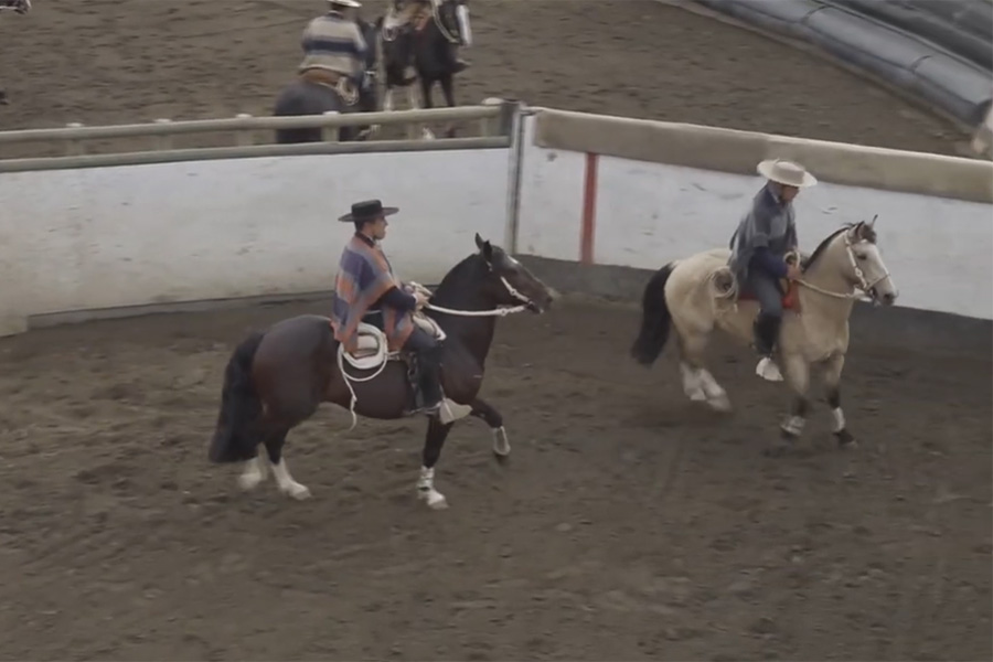 Mundo Rodeo Chile, autor en Mundo Rodeo Chile